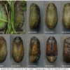 lyc thersamon pupa3 volg12